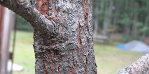 Zašto puca kora na stablima jabuke - šta učiniti i kako liječiti citosporu